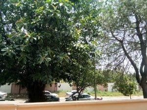 vivo v5s back camera results