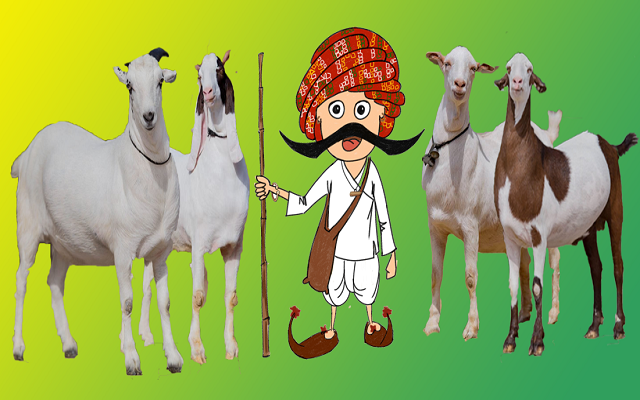 Qurbani App: Making Livestock Trade More Convenient