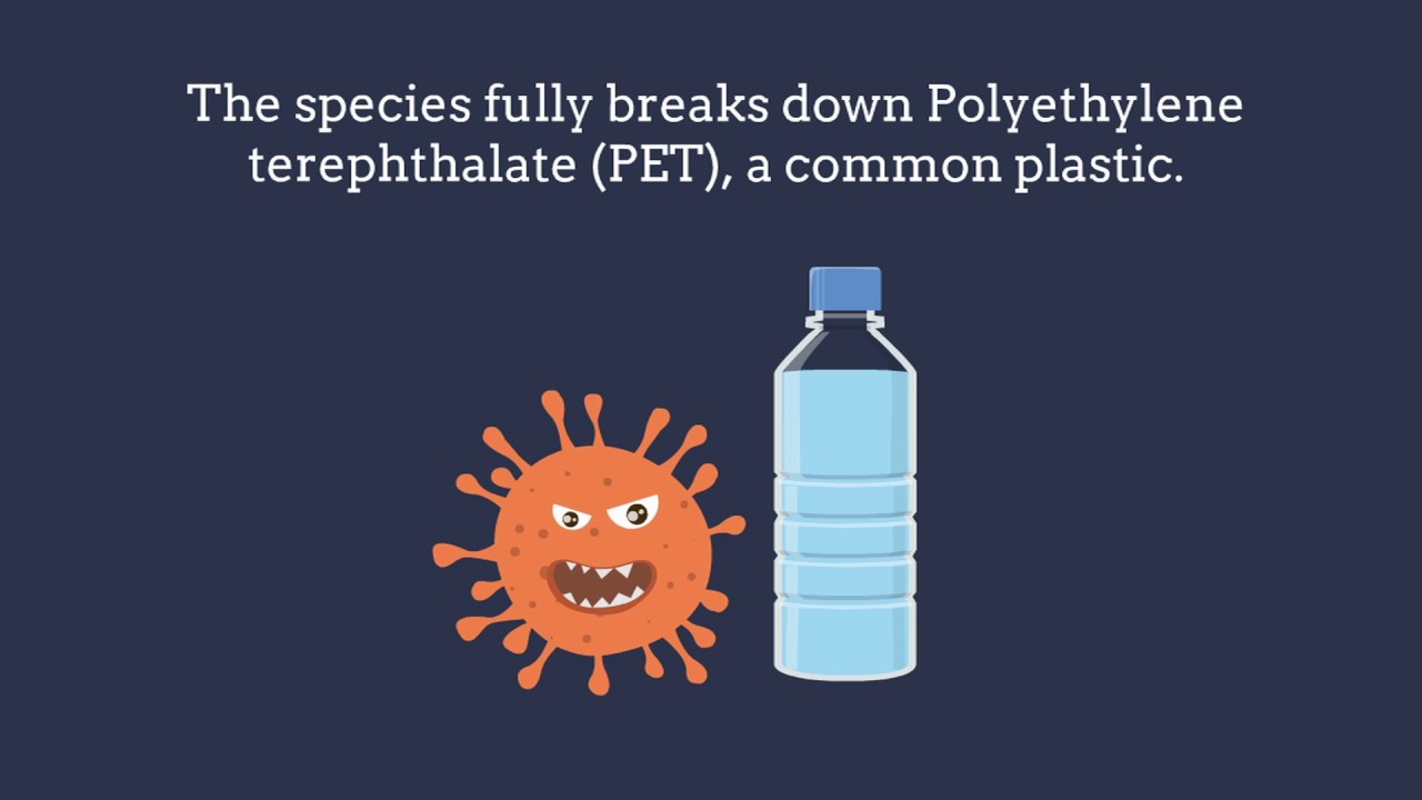 PETman- The Plastic Eating Bacteria