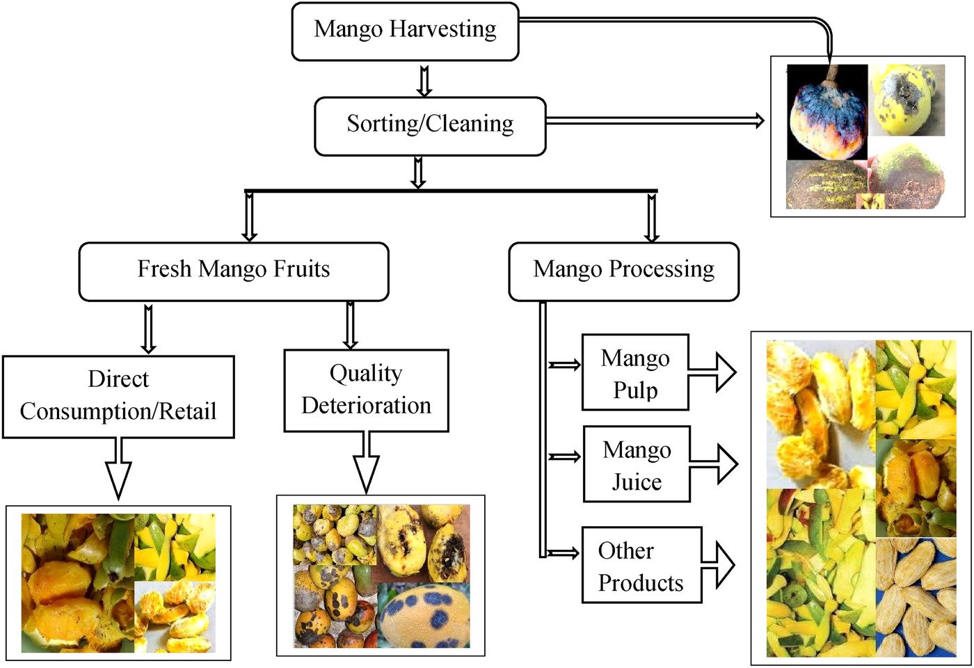 Enhancement of Mango Production with Modern Technology 