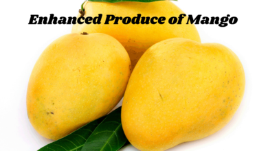 Enhancement of Mango Production with Modern Technology