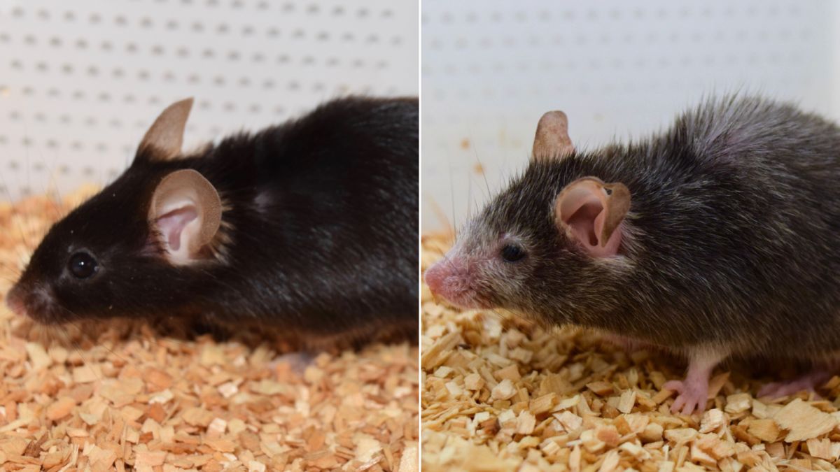 Experiments are successfully reversing aging in rats- Humans can follow