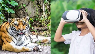 Get Ready for Pakistan’s First Virtual Zoo in Islamabad