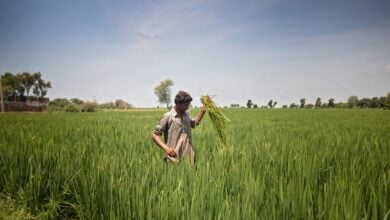 Digital Wheat Trading Begins in Punjab to Empower Farmers and Boost Fair Pricing